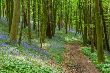 Bothal Woods, Morpeth, Northumberland, İngiltere 'de BlueBell ve Vahşi Sarımsak çiçek açarken inanılmaz manzaralar