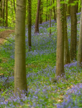 Bothal Woods, Morpeth, Northumberland, İngiltere 'de BlueBell ve Vahşi Sarımsak çiçek açarken inanılmaz manzaralar