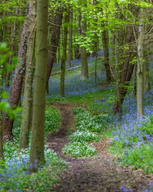 Bothal Woods, Morpeth, Northumberland, İngiltere 'de BlueBell ve Vahşi Sarımsak çiçek açarken inanılmaz manzaralar