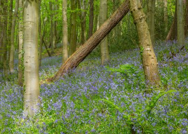 Bothal Woods, Morpeth, Northumberland, İngiltere 'de BlueBell ve Vahşi Sarımsak çiçek açarken inanılmaz manzaralar