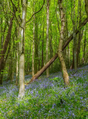 Bothal Woods, Morpeth, Northumberland, İngiltere 'de BlueBell ve Vahşi Sarımsak çiçek açarken inanılmaz manzaralar