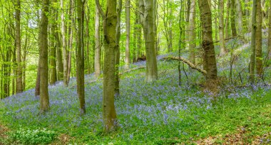 Bothal Woods, Morpeth, Northumberland, İngiltere 'de BlueBell ve Vahşi Sarımsak çiçek açarken inanılmaz manzaralar