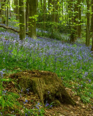 Bothal Woods, Morpeth, Northumberland, İngiltere 'de BlueBell ve Vahşi Sarımsak çiçek açarken inanılmaz manzaralar