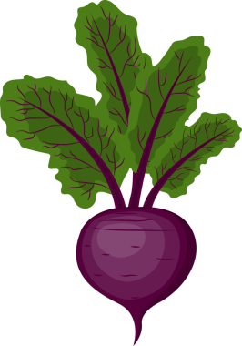 Sebze organik pancar şeffaf görüntü