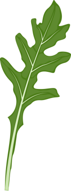 Sebze roket yaprağı şeffaf görüntü