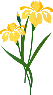 Su rengi desenli botanik bahçesi çiçeği sarı süsen çiçeği