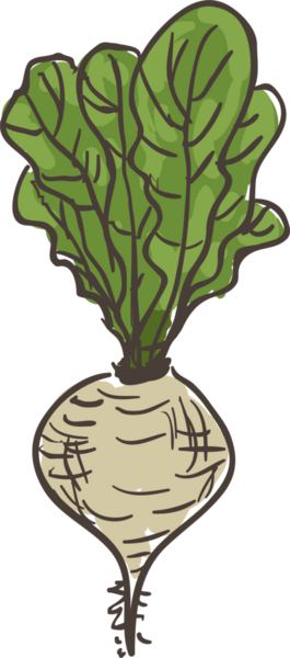 Renkli el çizimi şık sebze kohlrabi.