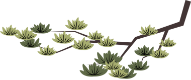 Doğa bitkisi Çin çam ağacı