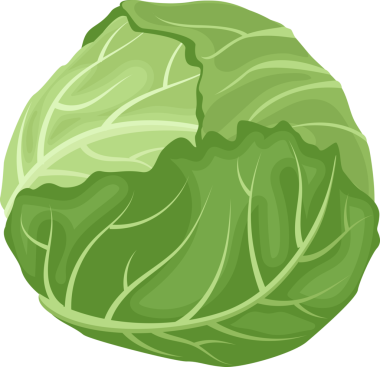 Çizgi film çizimi izole edilmiş nesne taze besin sebze lahanası