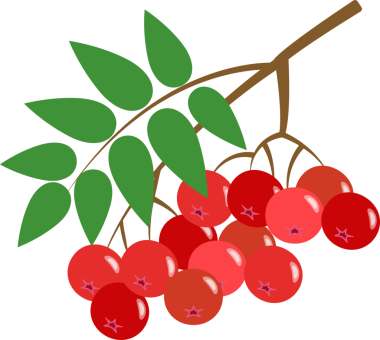 Renkli yemek meyvesi kırmızı rowan üzümü