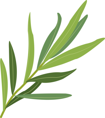 Renkli gıda malzemesi sebze baharatlı tarhun.