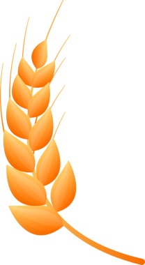 bitkisel buğday çizgi filmi çizimi izole nesne 