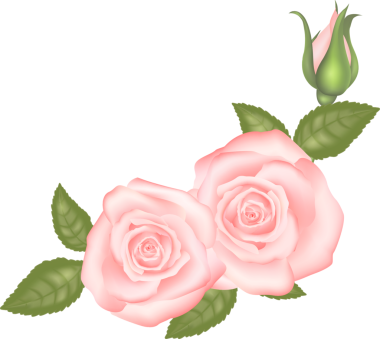 Botanik bahçesi pembe gül çiçeği