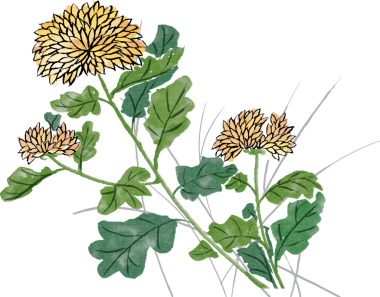 Suluboya Çin mürekkebi resim kasımpatı çiçeği