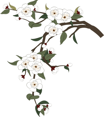 Retro Çin tarzı illüstrasyon. Beyaz armut çiçeği ağacı dalı.