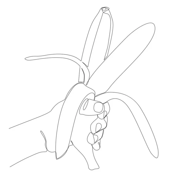 バナナの1つの連続ライン 細い線トロピカルフルーツイラストベクトルコンセプト Contour Drawing Creative Ideas — ストックベクタ