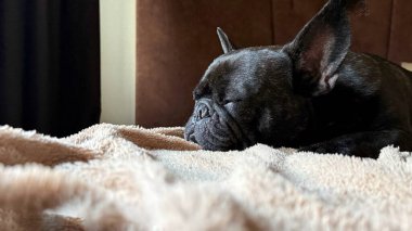 Sıcak Odada Uyuyan Fransız Bulldog 'u Yumuşak Battaniyede