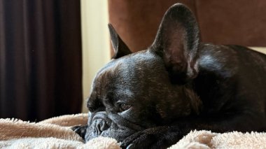 Sıcak Odada Uyuyan Fransız Bulldog 'u Yumuşak Battaniyede