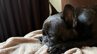 Sıcak Odada Uyuyan Fransız Bulldog 'u Yumuşak Battaniyede