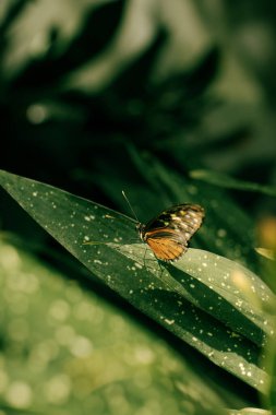 Yaprağın üzerinde kelebek