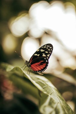 Yaprağın üzerinde kelebek