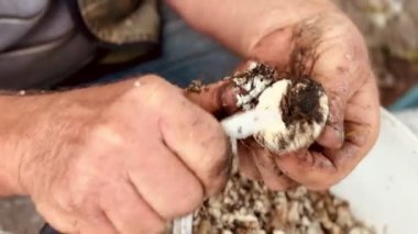 İnsan yeni toplanmış mantarı temizler.