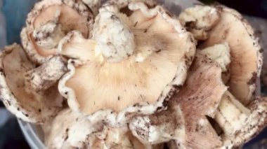 Bir kova soyulmuş mantar.