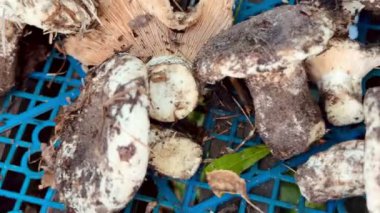 Kutuda yeni toplanmış mantarlar.