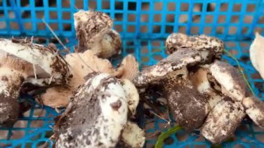 Kutuda yeni toplanmış mantarlar.