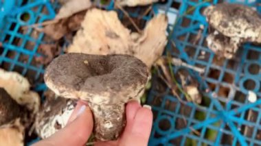 Kutuda yeni toplanmış mantarlar.