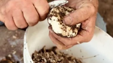 İnsan yeni toplanmış mantarı temizler.