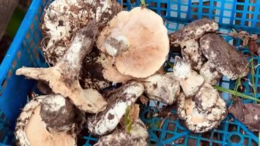 Kutuda yeni toplanmış mantarlar.