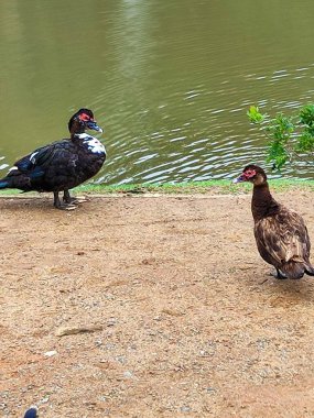 Black duck with white spotted chest talking to brown duck with red eyes on land next to a lake clipart