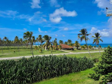  Kumsalda güneşli bir gün. Hindistan cevizi ağaçları rüzgarla savruluyor. Güneşli bir yaz gününde.