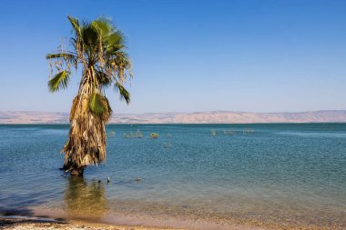 Kineret v Tverii gölündeki suda palmiye ağacı yetişir.