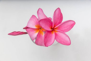 Yeşil yapraklı Frangipanis çiçeği