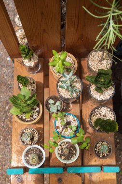 Çiçekçiye giriş. Kapalı bitkileri olan bir tramvay. Çeşitli kupalardaki kaktüsler raflarda.