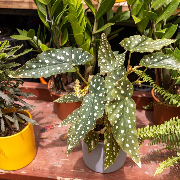 stock image Home plant begonia maculata in a ceramic pot on the windowsill as a home decoration.