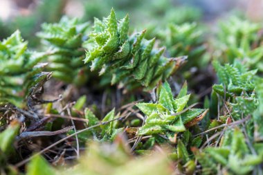 Aloe Vera bahçede yetişiyor, seçici keskinlik.
