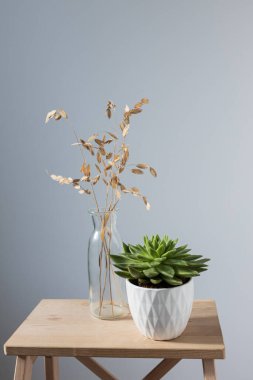 Mutfaktaki bej bir masada seramik bir tencerede iç dekorasyon olarak Echeveria. Mesaj için yer. Boşluğu kopyala