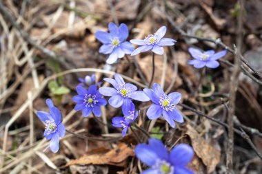 Hepatica, düğün çiçeği familyasından bir bitki cinsidir.,