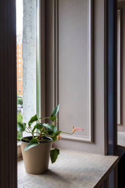 Geniş taş pencere eşiğinde seramik bir tencerede bulunan Anthurium şık bir iç mekan.