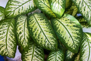Dieffenbachia bitkisi giriş dekorasyonu için merdivenlerin yanındaki bir küvette.