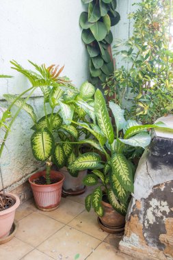 Ev bitkileri ile Atik - hurma ağacı, dieffenbachia, aloe, sansevier, rhododendron