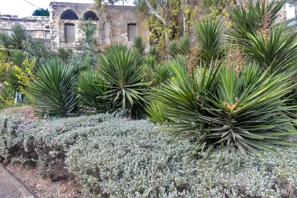 Yucca palms among trimmed bushes against the backdrop of the ruins of old houses.