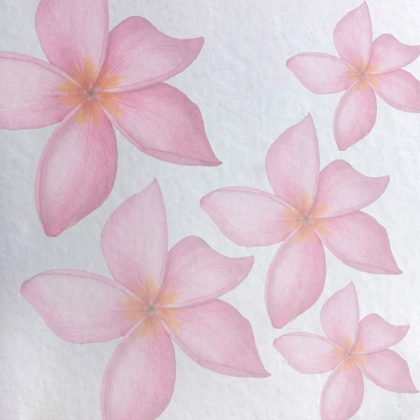 Texturált Régi Papír Háttér Egzotikus Virágok Vörös Frangipanis Virág Négyzet — Stock Fotó