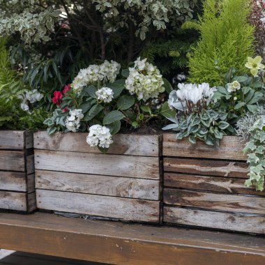 Hellebores, cyclamen, hydrangea, ahşap bir kutuda sarmaşık