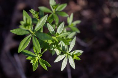 Young shoots of a Sherardia plant on a dark background in nature