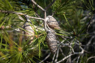 Pine branches with young cones against the blue sky