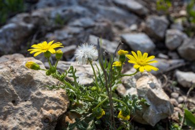 Yellow wildflowers Camphor Weed (Heterotheca subaxillaris) bloom on the shores of a lake in Rishon LeZion. Blurred background. Macro. Israel. Yellow flowers near the Mediterranean coast.